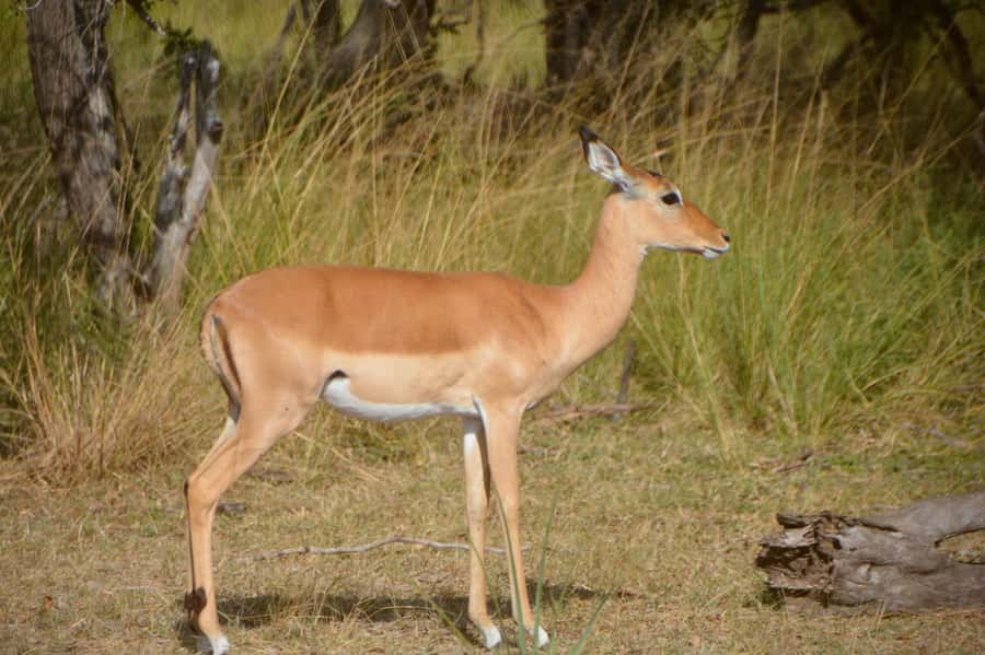 2 Day Zanzibar to Nyerere NP (Selous GR) By Flight - What the $999 Price Covers