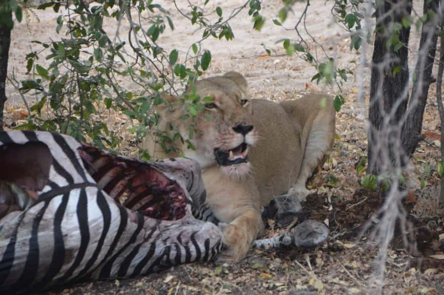 2 Day Zanzibar to Nyerere NP (Selous GR) By Flight - Who Will Get the Most From This Trip