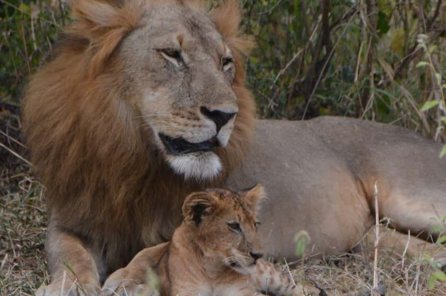 2 Day Zanzibar to Nyerere NP (Selous GR) By Flight - Should You Book the Zanzibar to Nyerere Safari?