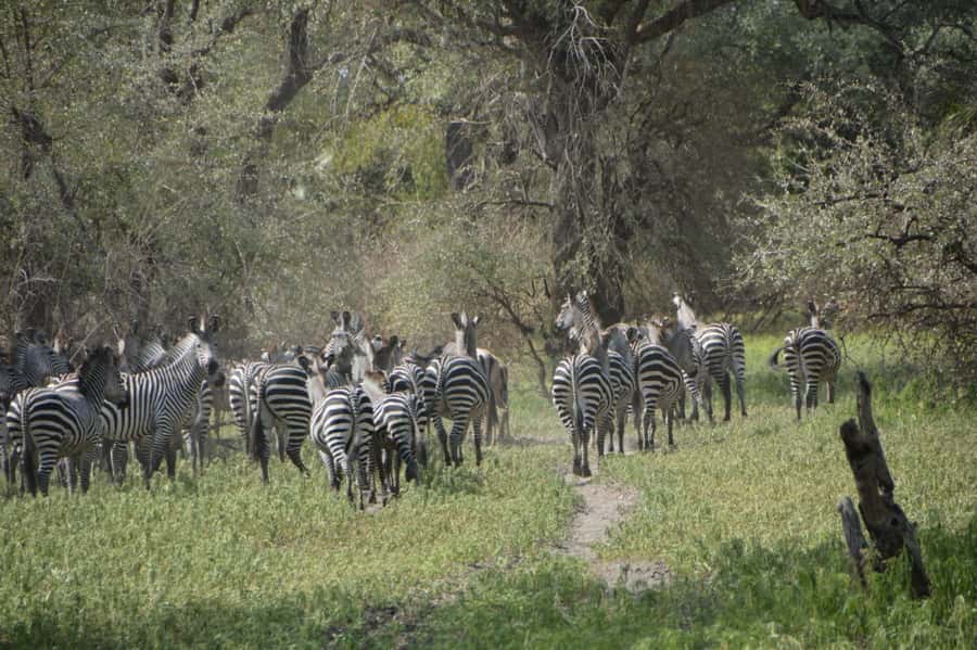 2 Day Zanzibar to Nyerere NP (Selous GR) By Flight - FAQ