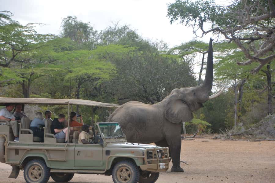 2 Day Zanzibar to Nyerere NP (Selous GR) By Flight - What the First Safari Is Really Like