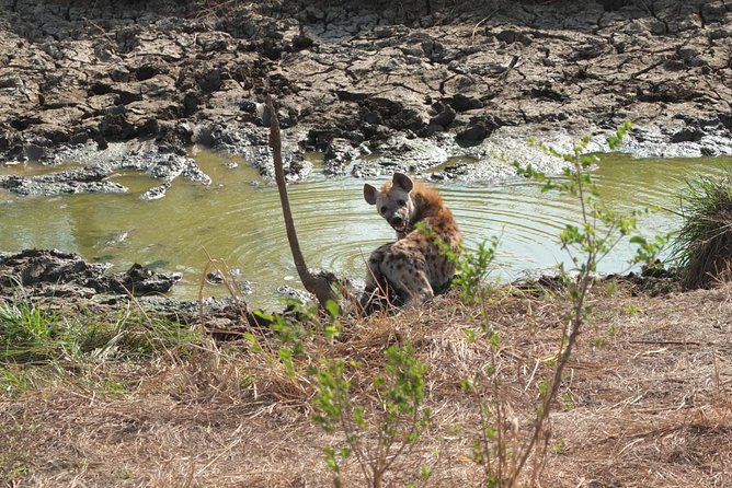 2 Days 1 Night Mikumi National Park - What makes this Mikumi safari worth considering