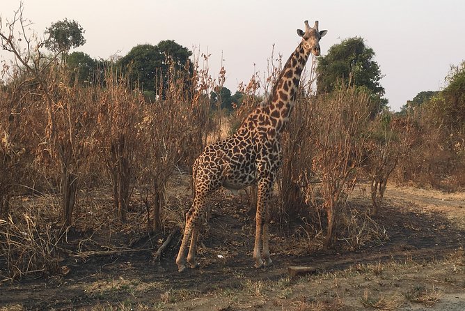 2 Days 1 Night Mikumi National Park - Who should book this two-day safari