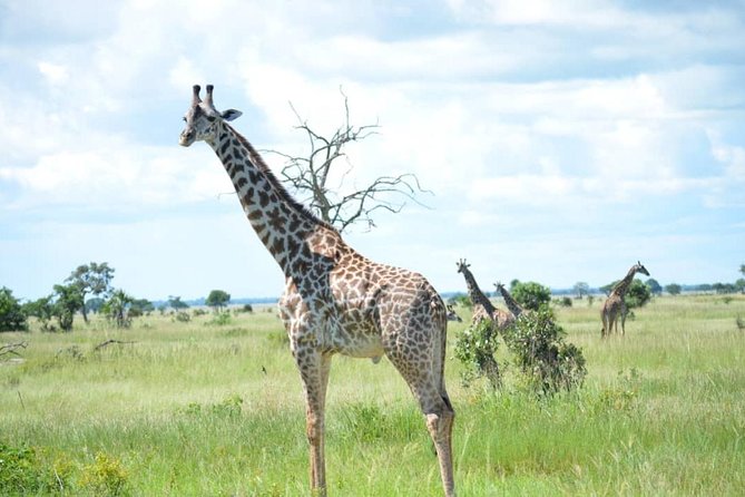 2 Days 1 Night Mikumi National Park from Dar es salaam - The 5am departure from Dar es Salaam
