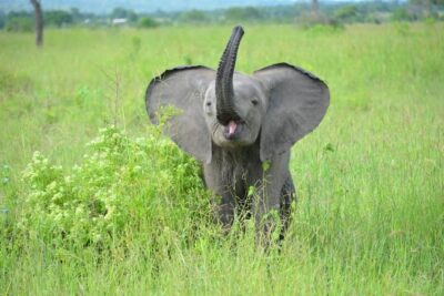 2 Days 1 Night Mikumi National Park from Dar es salaam