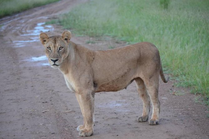 2 Days 1 Night Mikumi National Park from Dar es salaam - What the animals and scenery can offer
