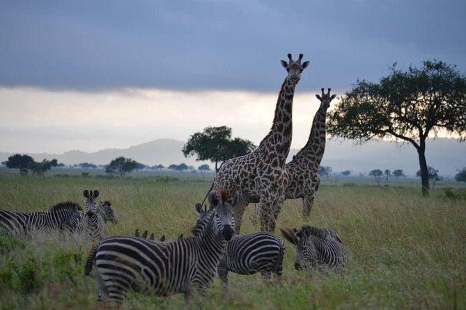 2 Days 1 Night Mikumi National Park from Dar es salaam - The guide makes the difference