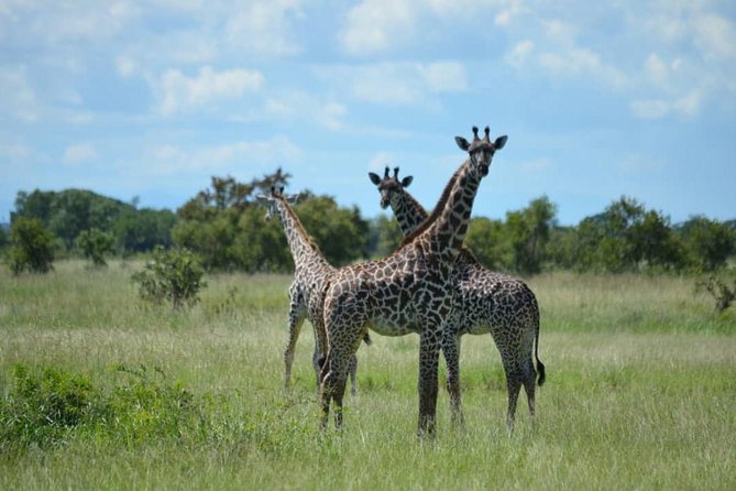 2 Days 1 Night Mikumi National Park from Dar es salaam - Is $670 a fair price?