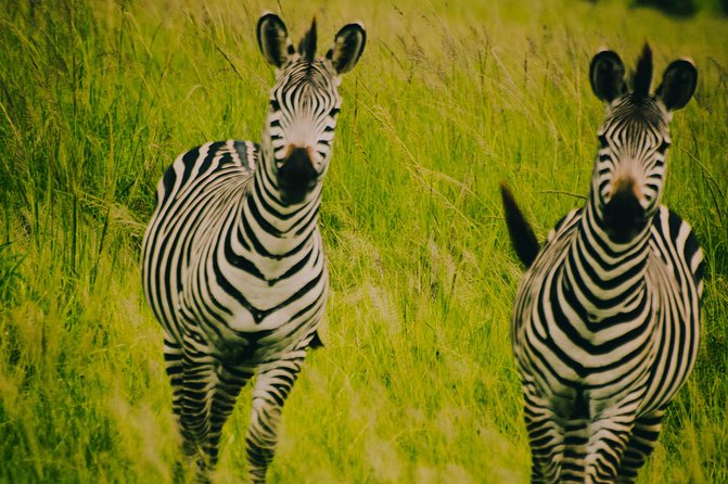 2 Days 1 Night Mikumi National Park from Dar es salaam - Who should book this safari?