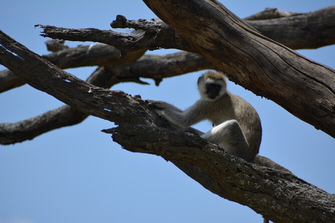2 Days 1 Night Northern Joining Safari Private Tour - Following the Tarangire River and finding wildlife