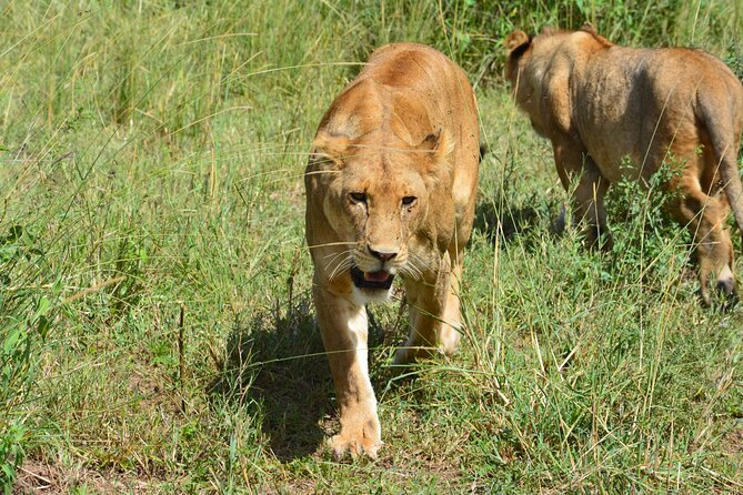 2 Days 1 Night Northern Joining Safari Private Tour - What the private format changes