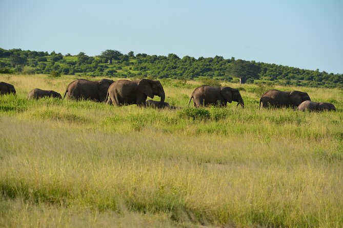 2 Days 1 Night Northern Joining Safari Private Tour - Food, language, and comfort on a fast schedule