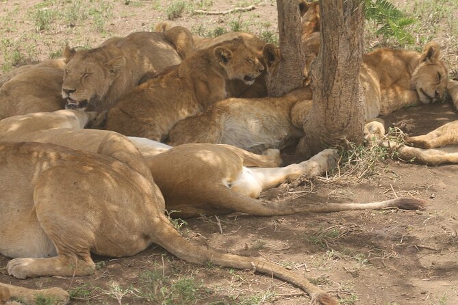 2 Days 1 Night Northern Joining Safari Private Tour - An early Ngorongoro morning on day two