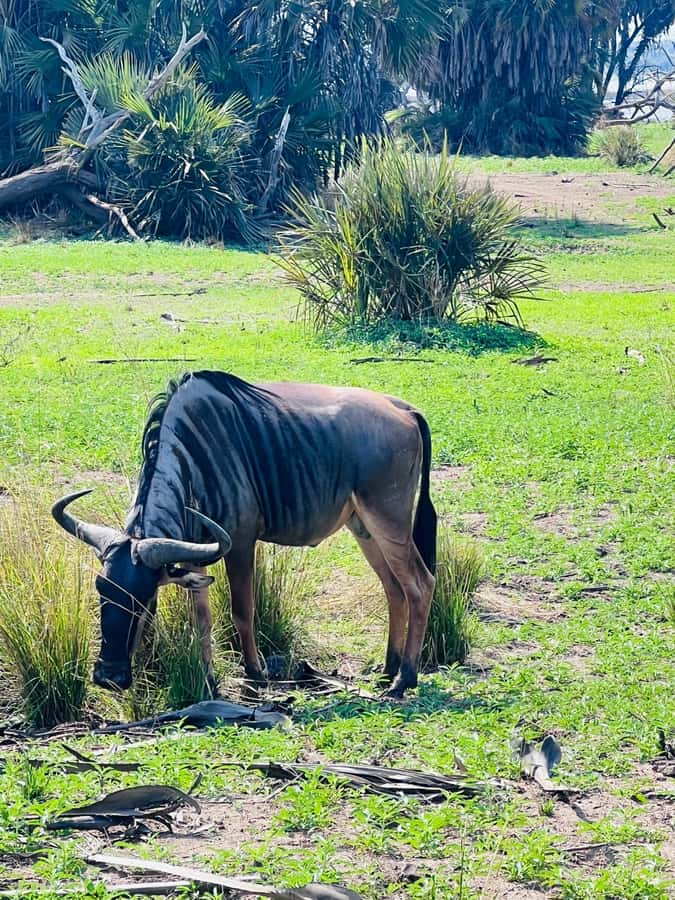 2-Days 1-Night Nyerere National Park from Zanzibar by flight - Key points at a glance