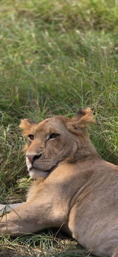 2 Days 1 Night Nyerere National Park from Zanzibar by flight - A two-hour Rufiji River boat safari
