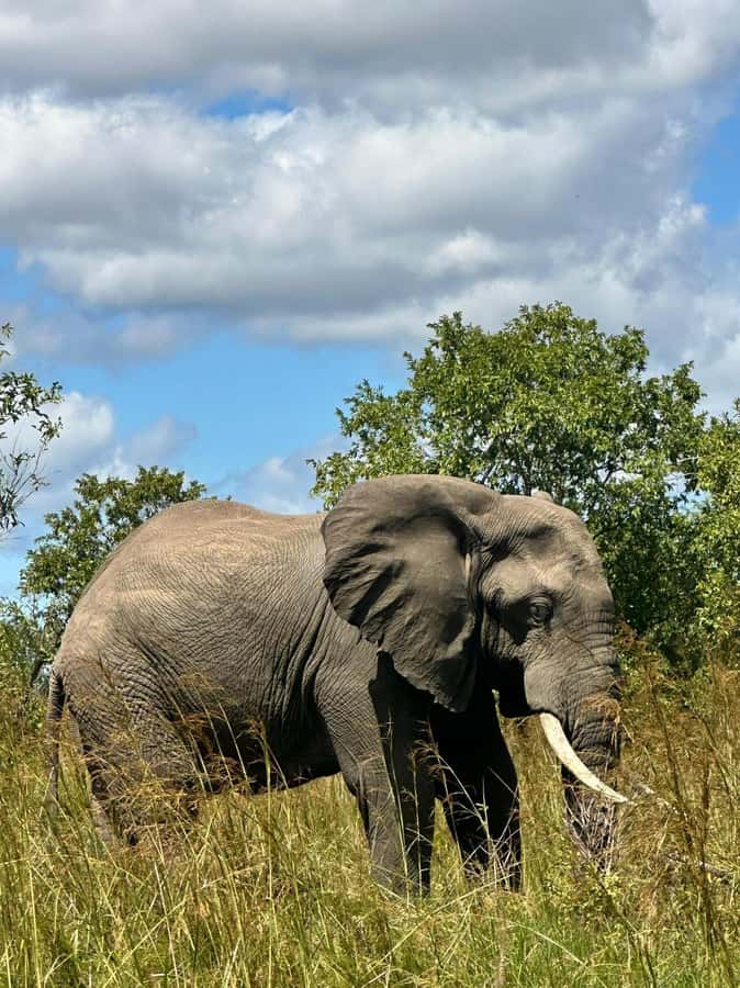 2 Days 1 Night Nyerere National Park from Zanzibar by flight - Wildlife expectations in Nyerere