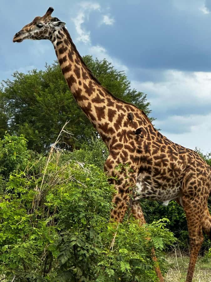 2 Days 1 Night Nyerere National Park from Zanzibar by flight - What the $941 price includes