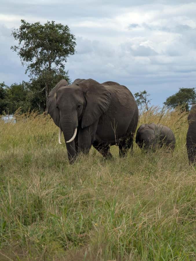 2 Days 1 Night Nyerere National Park from Zanzibar by flight - Who should choose this two-day safari