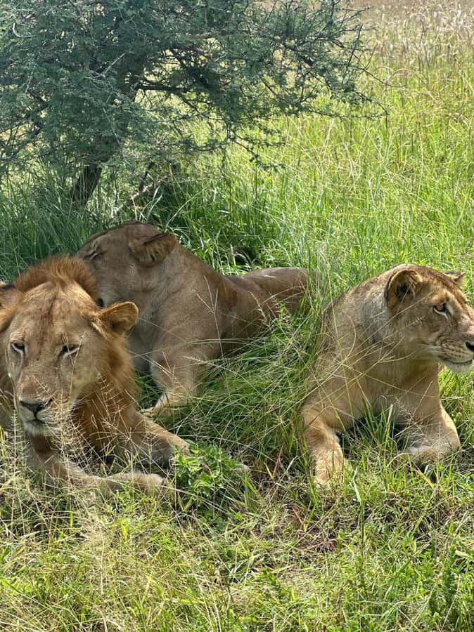 2 Days 1 Night Nyerere National Park from Zanzibar by flight - Should you book it?