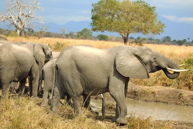 2 Days /1 Night safari to Mikumi - Why Mikumi works for a two-day safari from Dar es Salaam