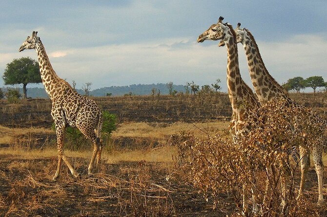 2 Days /1 Night safari to Mikumi - One night outside the park