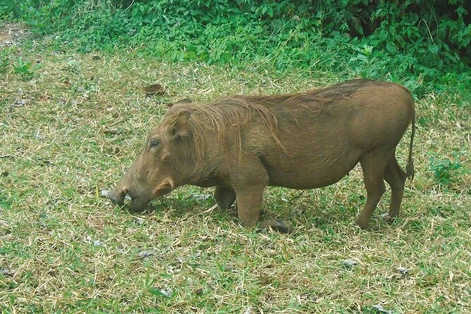 2 Days /1 Night safari to Mikumi - The second morning is the key safari window