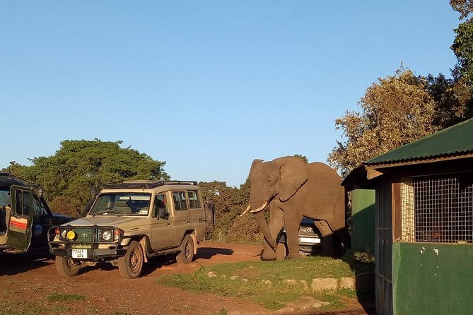 2 Days / 1 Night Tanzania Safari Tour - Key points to know before booking
