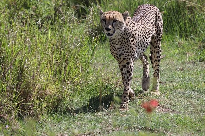 2 Days / 1 Night Tanzania Safari Tour - Overnight at Fig Tree Lodge