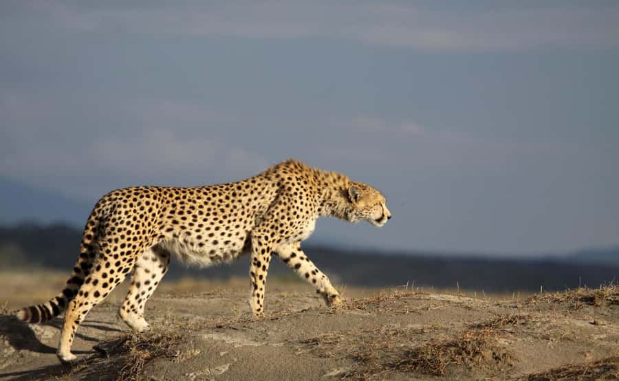 2 Days 1 Night Tarangire & Ngorongoro Crater - The overnight stay: a useful break, not just a bed