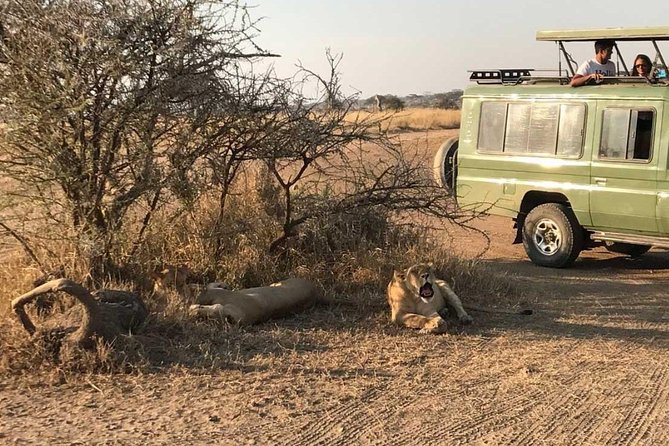 2 Days Africa Safari - Why Lake Manyara works so well on a two-day safari