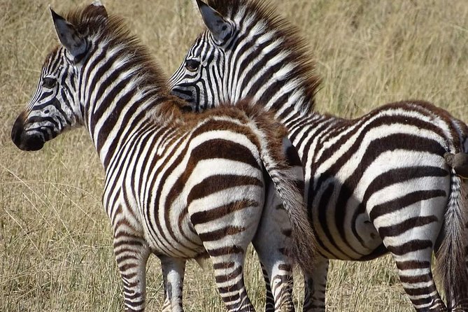 2 Days Africa Safari - What you may see beside the soda lake