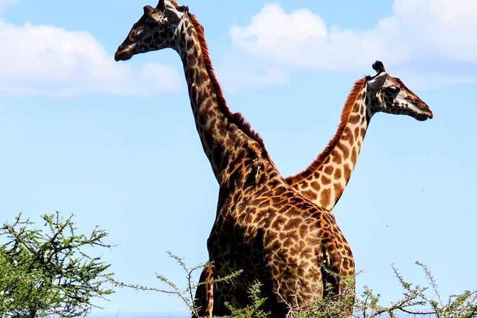 2 Days and 1 Night Mikumi Safari Private Tour - Key points at a glance