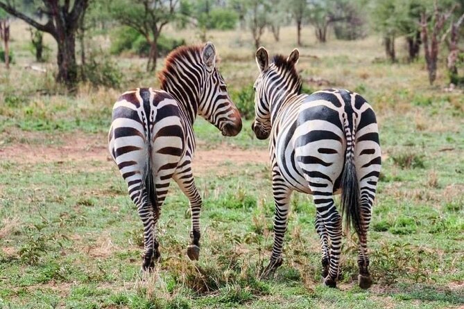 2 Days and 1 Night Mikumi Safari Private Tour - Comfort, timing, and the small print