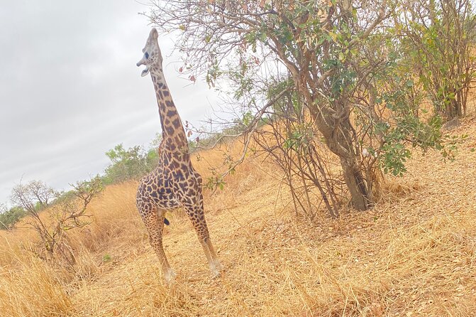 2 Days and 1 Night Mikumi Safari Private Tour - Day two: wildlife at 6:30 in the morning