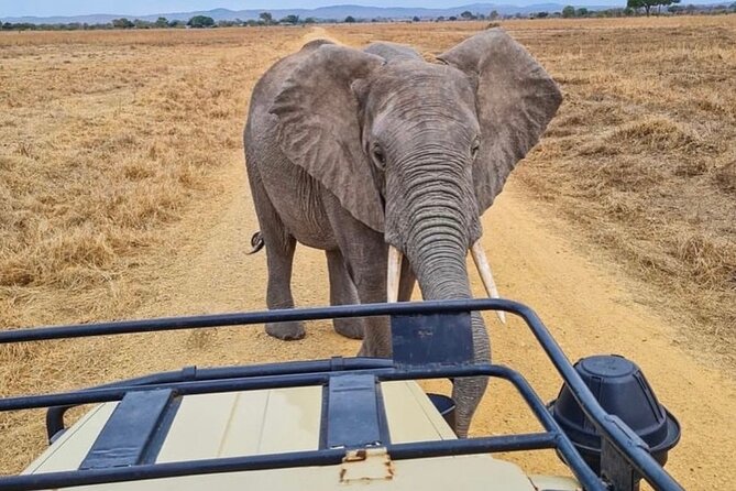 2 Days Best Safari to Mikumi National Park - The limits you should weigh carefully