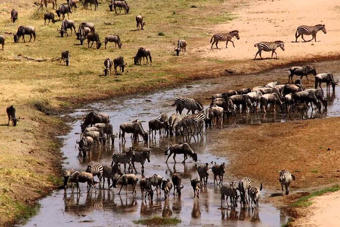 2 Days Camping Group Joining Tarangire Ngorongoro Crater Safari - Cancellation and booking points to check