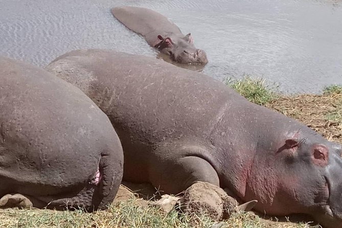 2 Days Camping Safari, Lake Manyara & Ngorongoro Crater - Camping overnight between the two parks