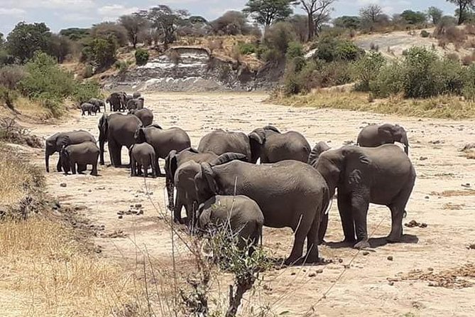 2 Days Camping Safari, Lake Manyara & Ngorongoro Crater - What the price includes, and what it does not tell you