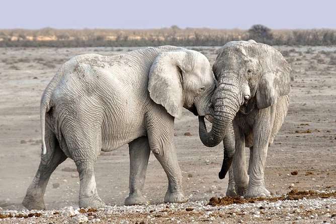 2 Days Group Joining Camping Safari Tarangire Park and Ngorongoro Crater - Day 2: Into Ngorongoro Crater