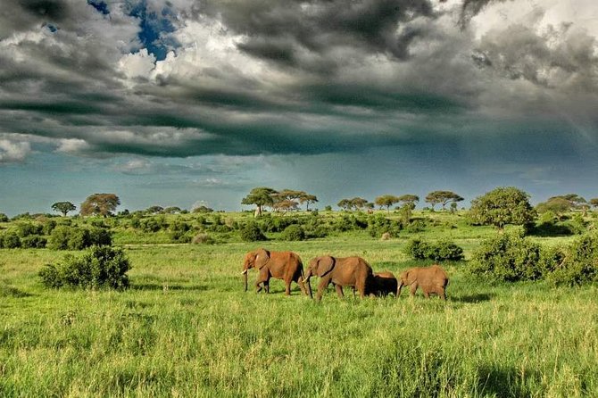 2 Days Joined Group Tarangire and Ngorongoro Crater National Park - Day one at Tarangire, elephants beneath baobabs