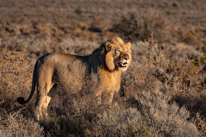 2 Days Mid Range Private Safari in Tarangire and Ngorongoro - Ngorongoro Crater and the Big Five setting