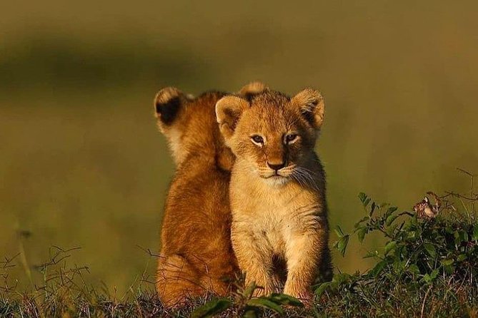 2 days Mid Range Safari in Ngorongoro and Tarangire Big 5 Parks - Why these two parks work well together