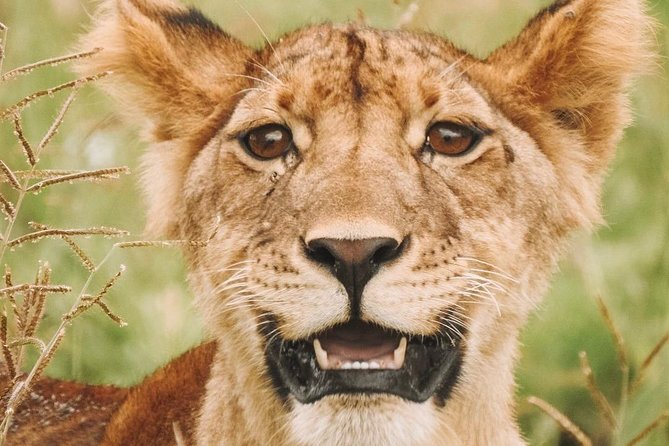2 days Mid Range Safari in Ngorongoro and Tarangire Big 5 Parks - The guide and vehicle make the biggest difference
