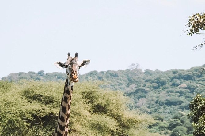 2 days Mid Range Safari in Ngorongoro and Tarangire Big 5 Parks - Camping after the first game drive