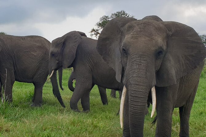 2 Days Mikumi National Park Safari From Dar es salaam or Zanzibar - How the guiding service affects the experience