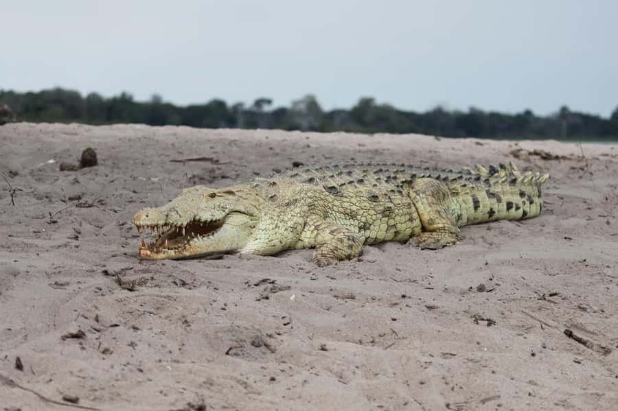 2 DAYS - MIKUMI PARK FROM DAR ES SALAAM BY LUXURY TRAIN - What the guide adds to the day