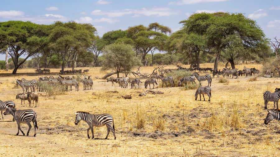 2 DAYS - MIKUMI PARK FROM DAR ES SALAAM BY LUXURY TRAIN - Is $396 good value?