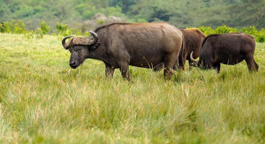 2 DAYS - MIKUMI PARK FROM DAR ES SALAAM BY LUXURY TRAIN - Practical tips before you leave