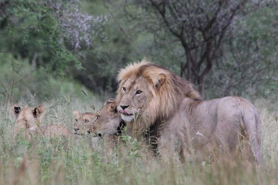 2 DAYS - MIKUMI PARK FROM DAR ES SALAAM BY LUXURY TRAIN - Game viewing from 9:00 am to 5:00 pm