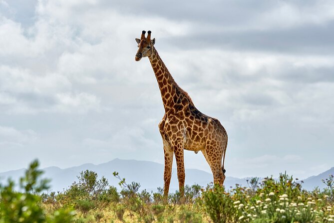 2 Days Mikumi Private Safari from Zanzibar with Accommodation - Key things to know before booking